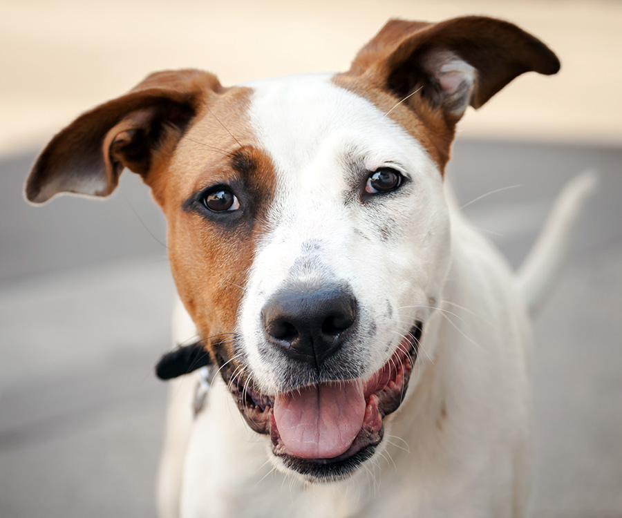 Purebred dogs vs mixed breeds - Happy white and red mongrel dog with mouth open, tongue out and ears up