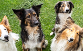 Four mixed-breed and purebred dogs sitting in the garden