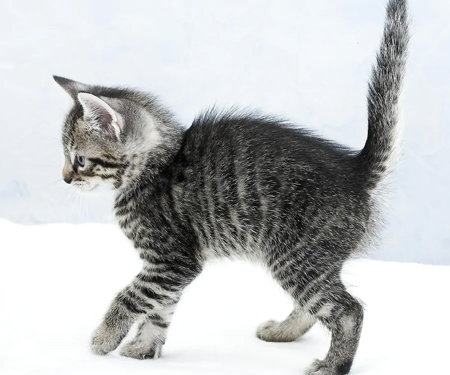 Understanding cat body language - Young gray tabby cat with arched back, fur and tail up