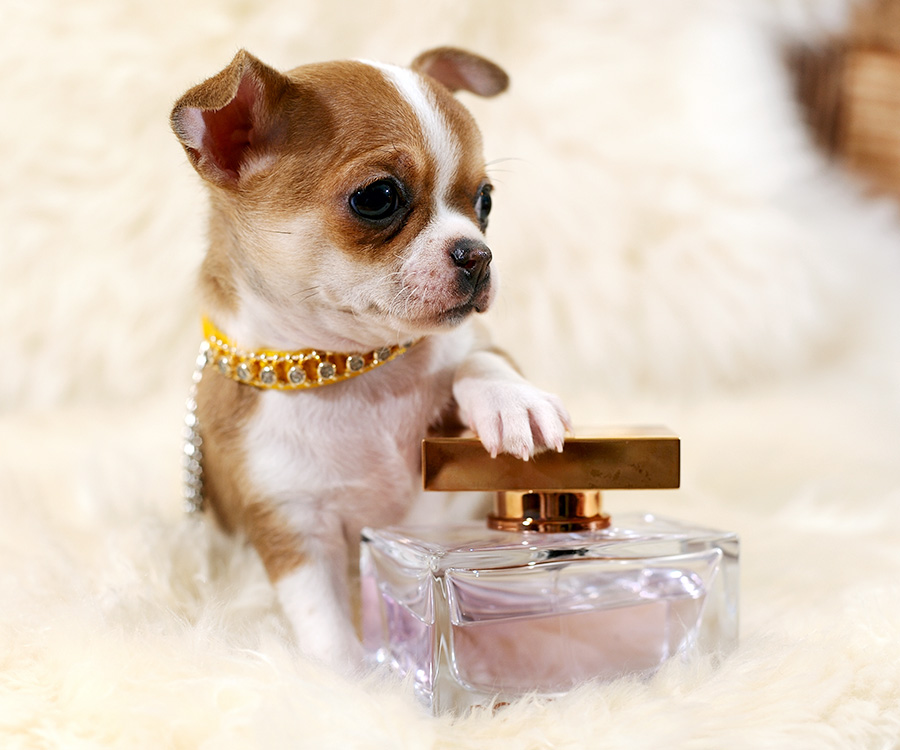 Dangerous to dogs - Noble Chihuahua puppy with perfume bottle