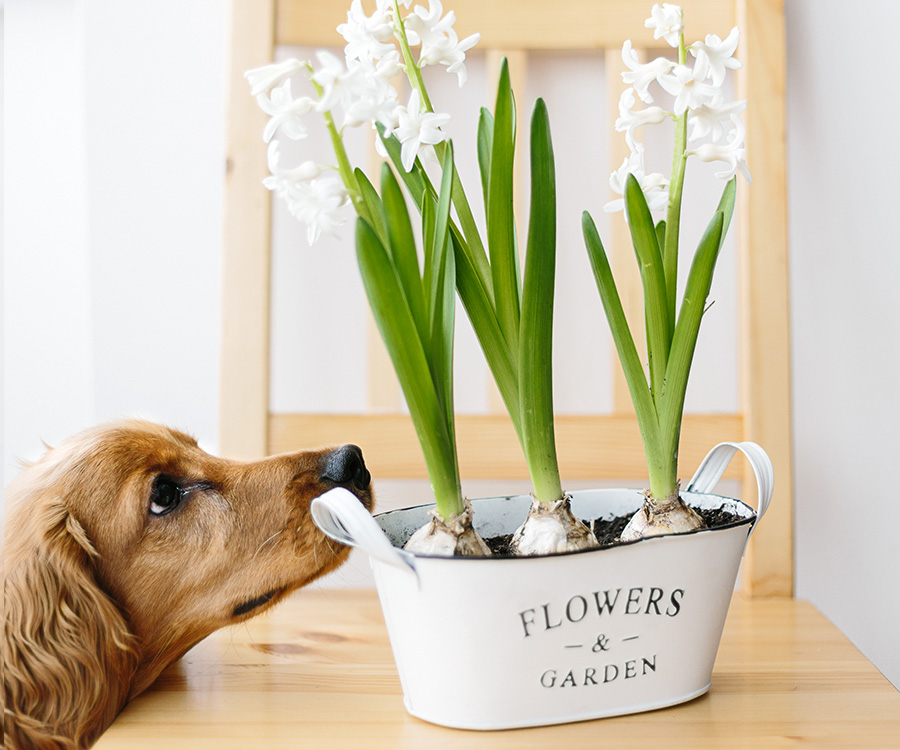 Dangerous to dogs - Dog sniffing blooming three white hyacinth flowers in flowerpot
