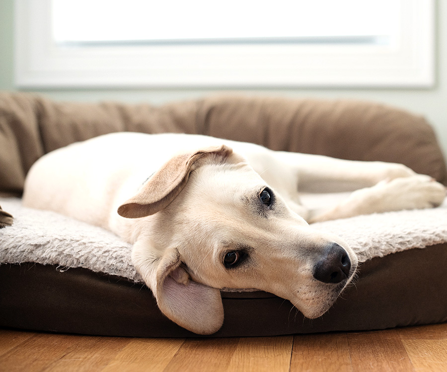 Yellow Lab Puppy Sleeping on Dog Bed