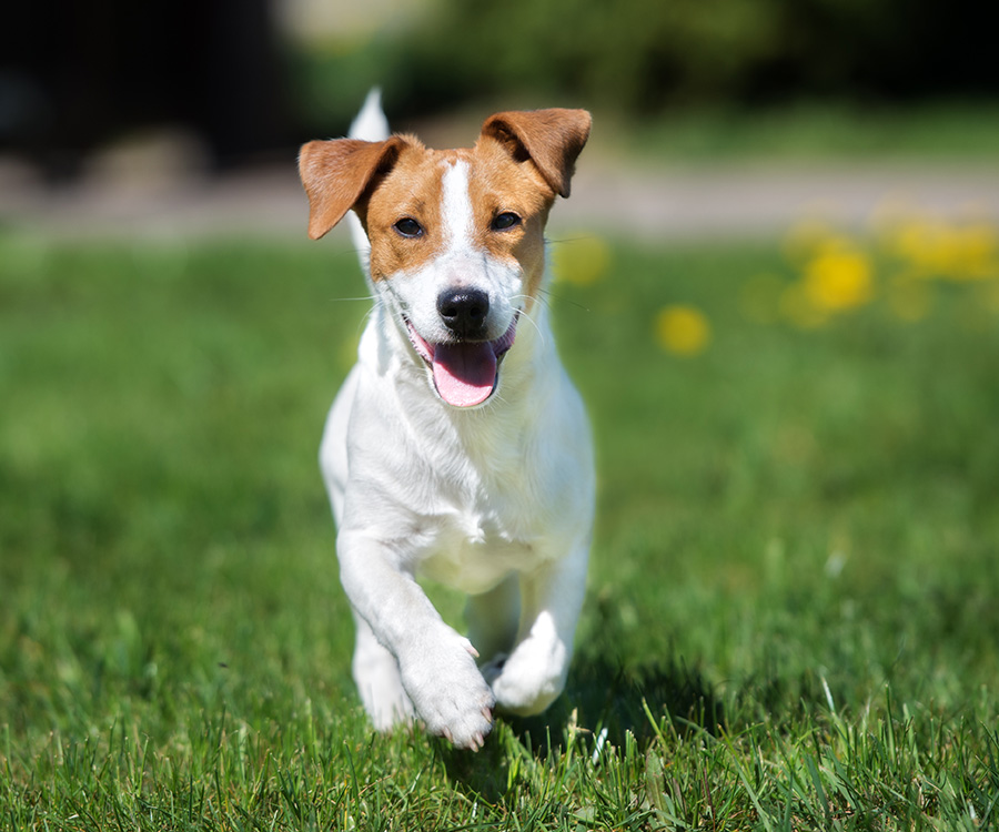 Flea and tick control for yard -  Jack Russell Terrier dog running outdoors