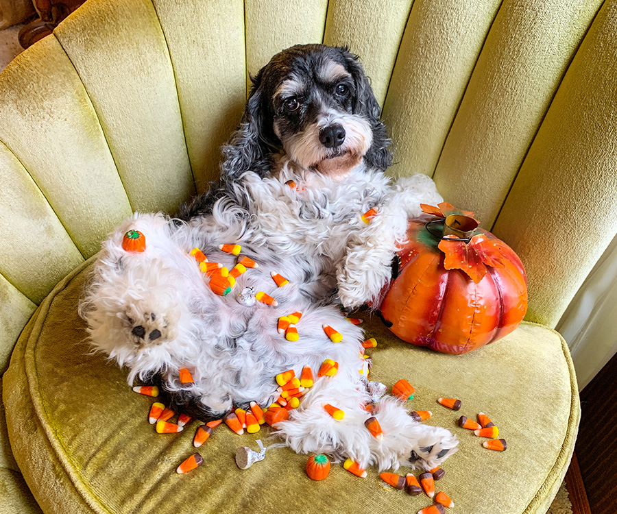 Halloween pet safety - Cock-a-poo dog with Halloween cand