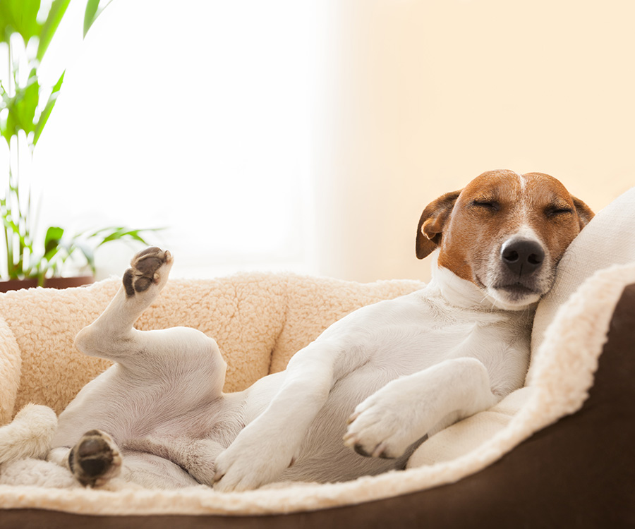 How to choose a dog bed - dog sleeping with leg up in dog bed