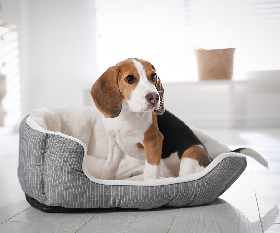 How to choose a dog bed - Cute Beagle puppy in dog bed at home