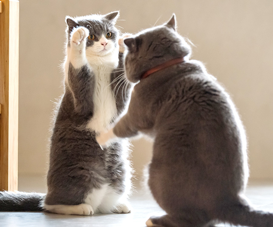 Multi cat household - Two British short-haired cats playing