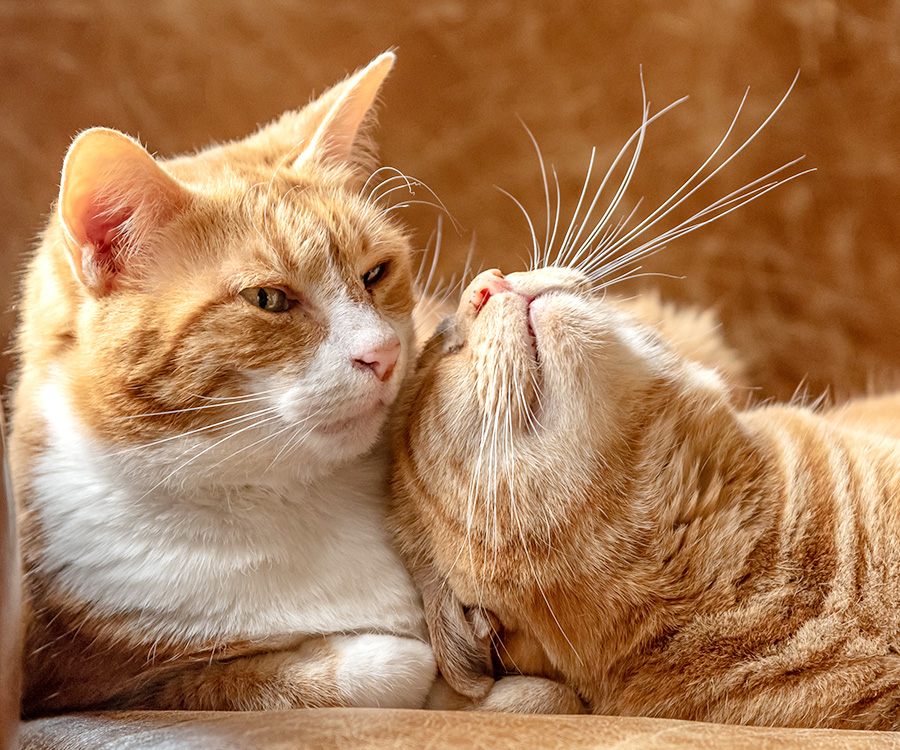 Multi cat household - Two ginger sister cats feline laying on a couch cuddling