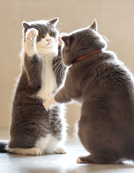 Multi-Cat Household - Two British short-haired cats playing