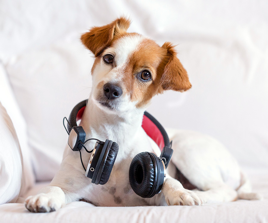 Music for dogs - Cute young dog sitting on the sofa with headphones