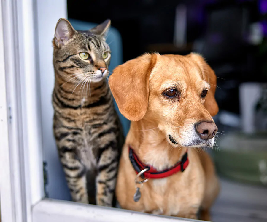 Pet Emergency Plan - Dog and cat looking out the window