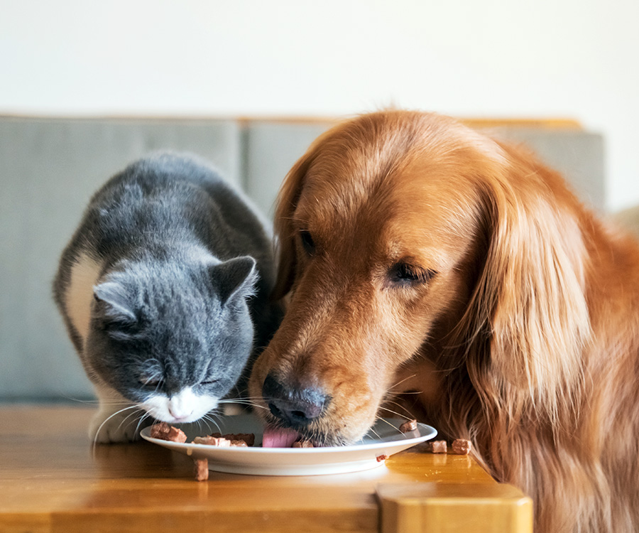 Pet Proofing - Golden Hound eats with kitten