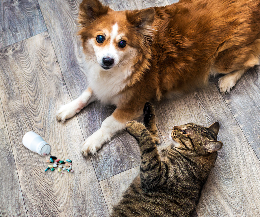 Pet Proofing - Dog and cat on floor with pills