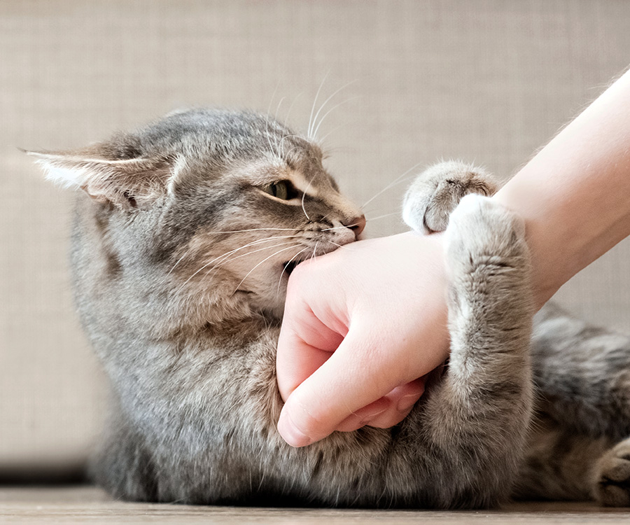 Petting aggression in cats - Gray cat biting owner’s hand