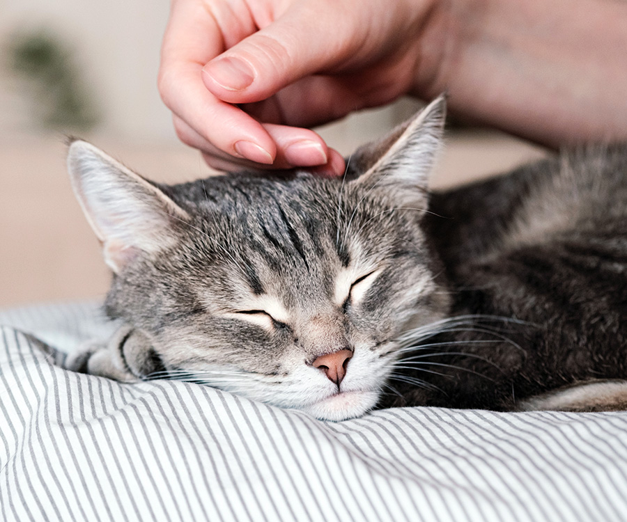 Petting aggression in cats - Woman's hand strokes her cat's head