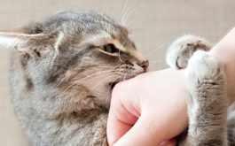 Petting aggression in cats - Gray cat biting owner’s hand