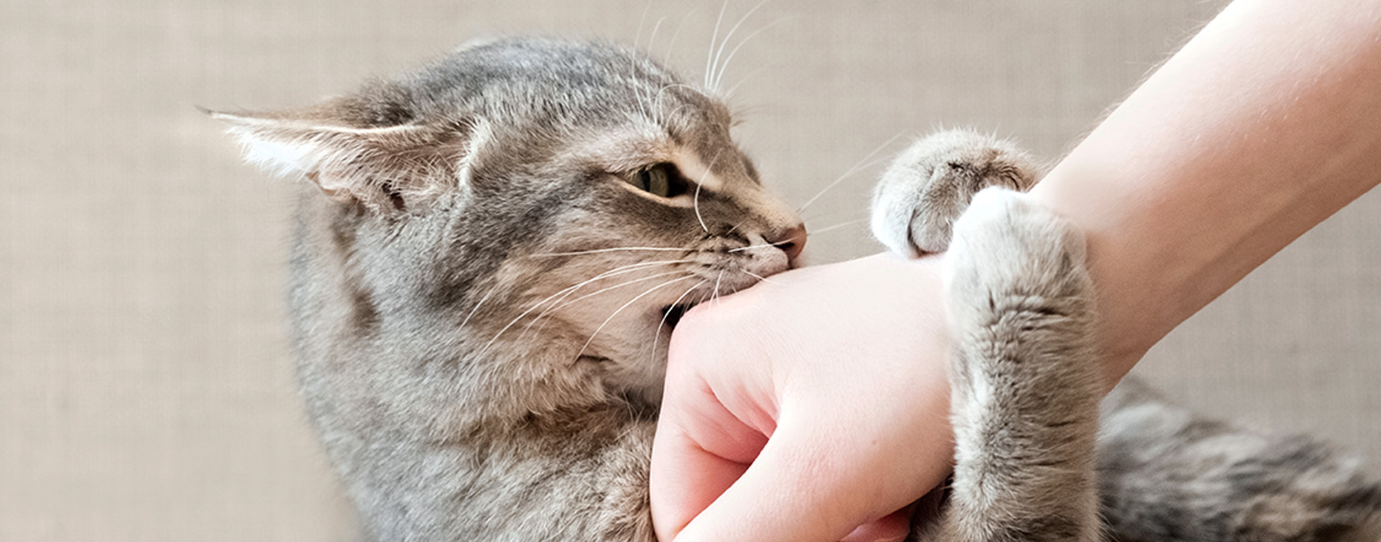 Aggression in Cats