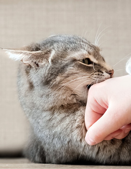 Petting aggression in cats - Gray cat biting owner’s hand