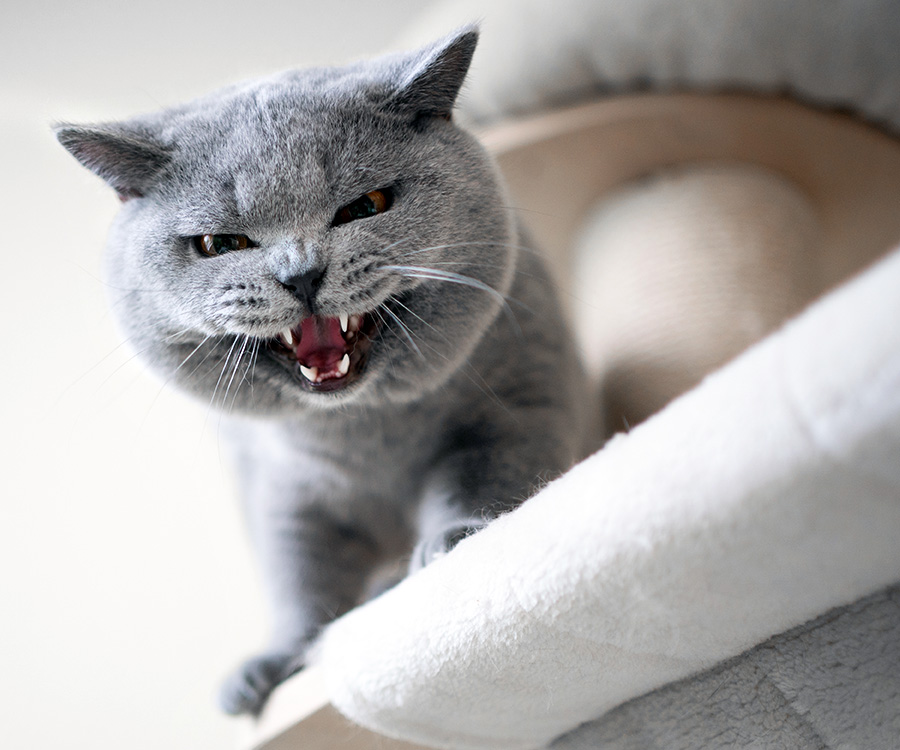 Aggressive cat behavior - Blue british shorthair cat looking down from scratching post meowing or hissing showing teeth
