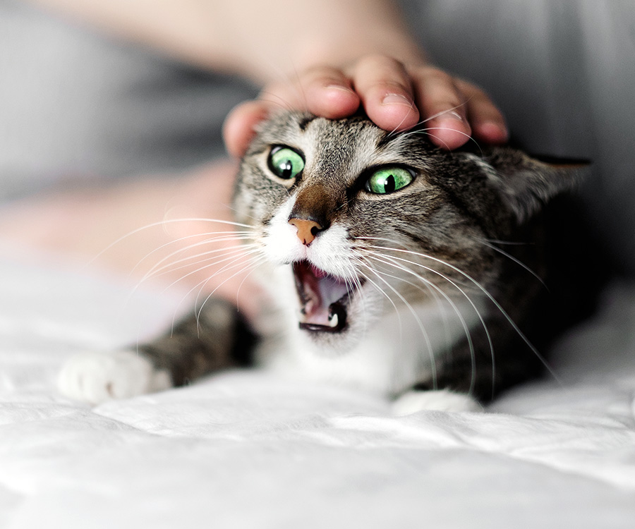 Aggressive cat behavior - Blue british shorthair cat looking down from scratching post meowing or hissing showing teeth