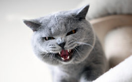 Aggressive cat behavior - Blue british shorthair cat looking down from scratching post meowing or hissing showing teeth