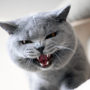Aggressive cat behavior - Blue british shorthair cat looking down from scratching post meowing or hissing showing teeth