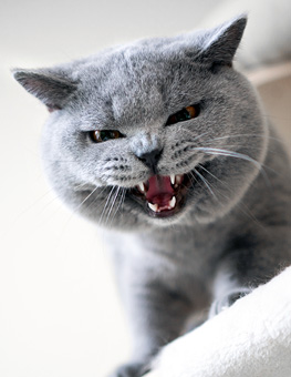 Aggressive cat behavior - Blue british shorthair cat looking down from scratching post meowing or hissing showing teeth