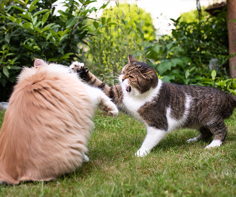 Aggressive cat behavior - British shorthair cat hissing and raising paw hitting a beige white maine coon cat
