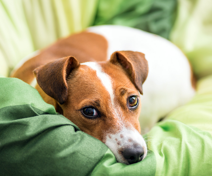 can you get worms from your dog sleeping in your bed