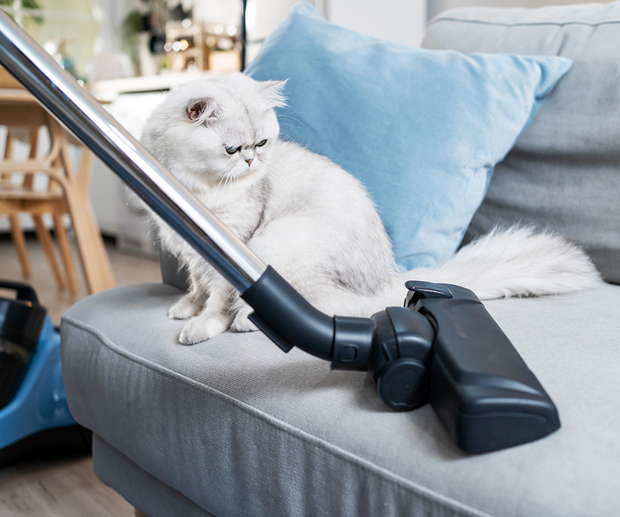 Clean house pets - woman vacuuming dust and fur on sofa from little cat