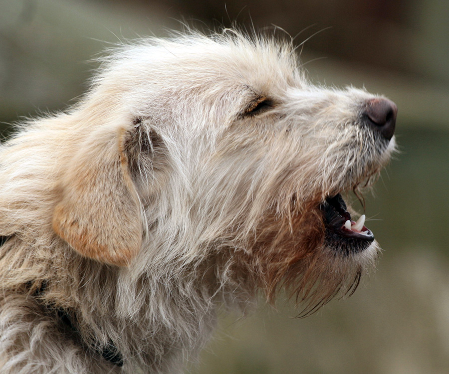 Dog sounds - Little beige furry dog barking