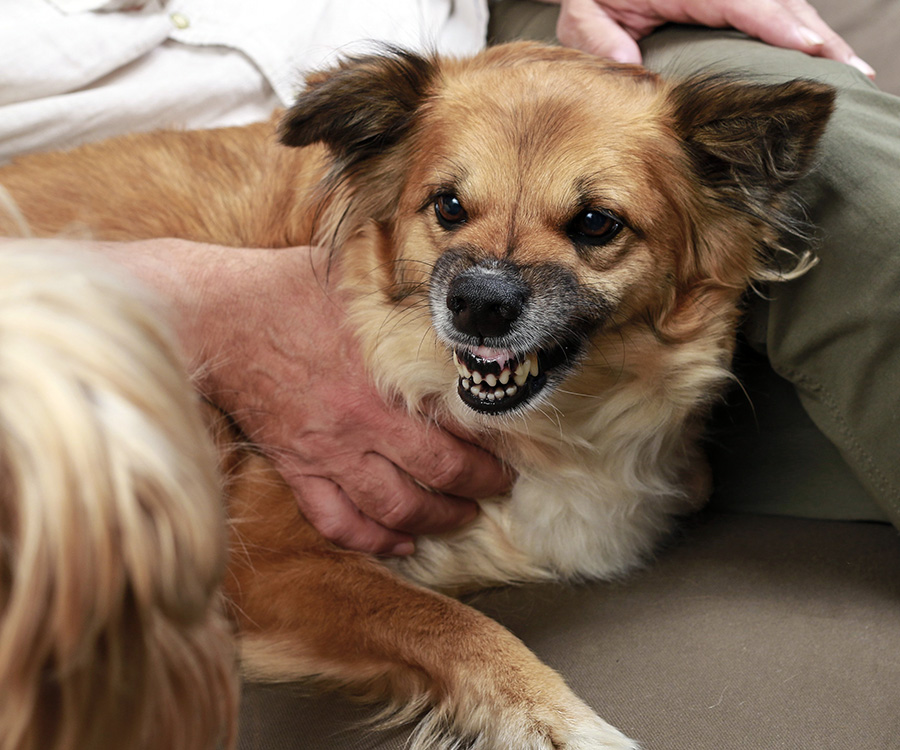 Dog sounds - Dog growling on owner's lap