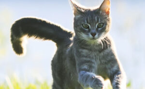 Moving an indoor cat outside's as easy as building an enclosure