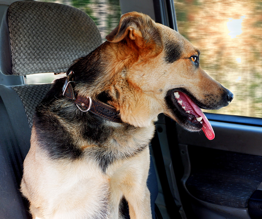 Moving dog to new home - Dog sitting in the car with his tongue stuck out and looking out the window