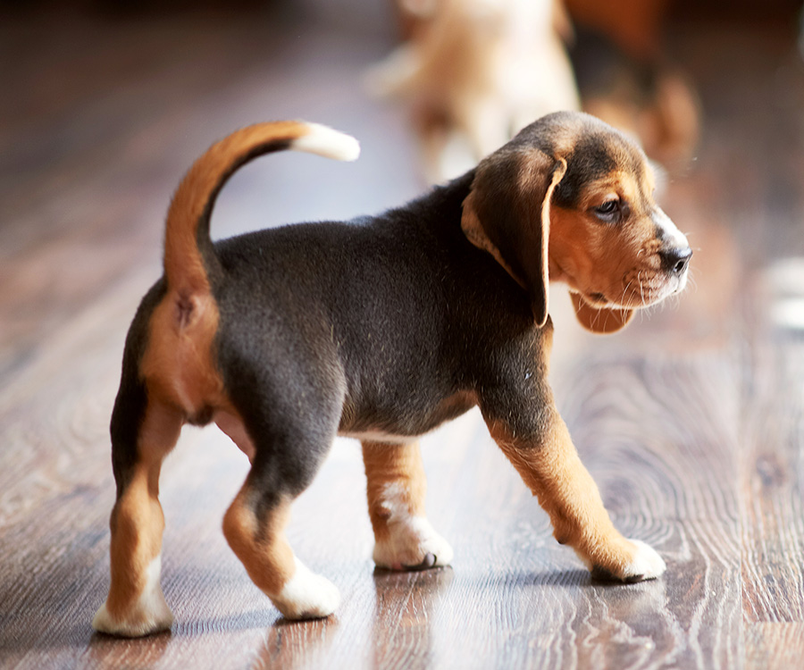 Pet Proof Flooring - Beagle puppy playing at home on a hardwood floor