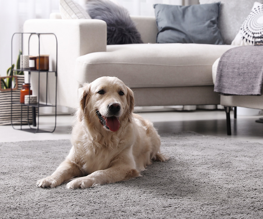 Pet Proof Flooring - Adorable Golden Retriever dog in living room
