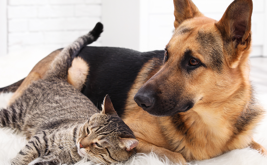 pet shedding and grooming