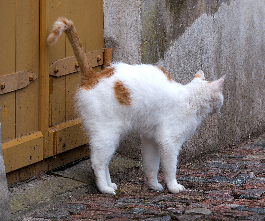 Spraying in cats - White-orange cat marks the territory