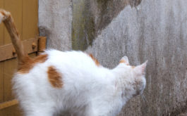 Spraying in cats - White-orange cat marks the territory