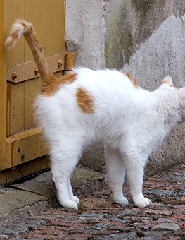 Spraying in cats - White-orange cat marks the territory