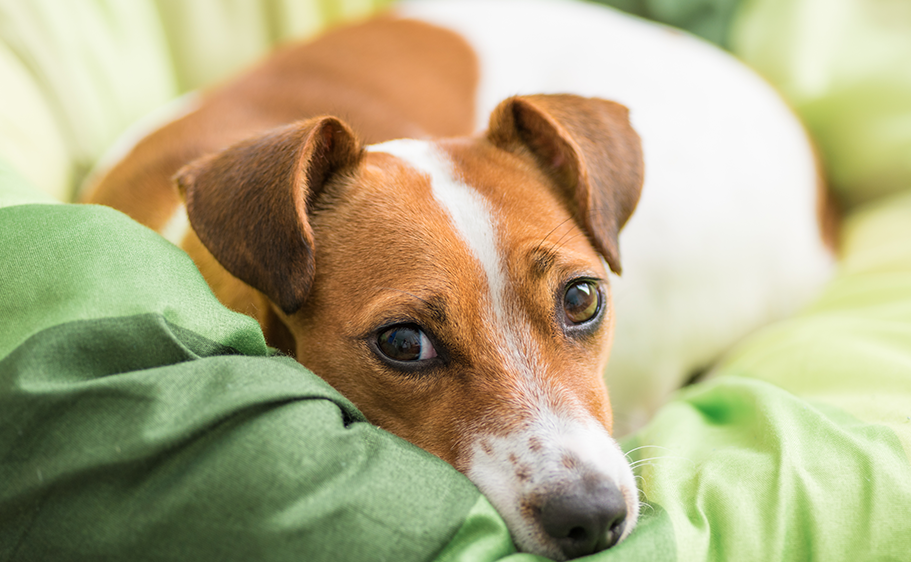 spring cleaning a house with pets