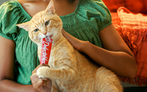 Delectables™ SqueezeUp™ - Orange Tabby sitting on owner's lap licking a Delectables Squeeze Up tube