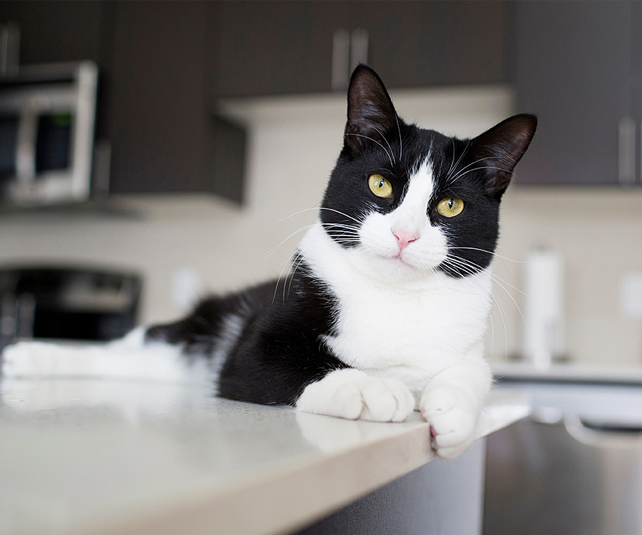 Cat Training - Black and white cat lying on kitchen counter