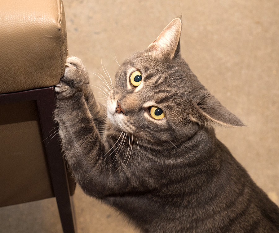 Cat Training - Tabby cat clawing furniture