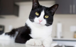 Cat Training - Black and white cat lying on kitchen counter