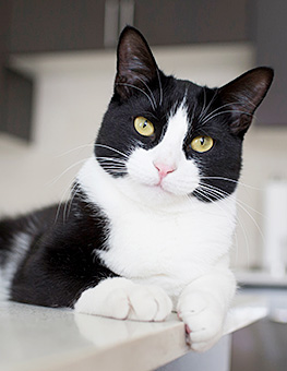 Cat Training - Black and white cat lying on kitchen counter