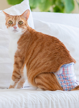 Hartz diapers for cats