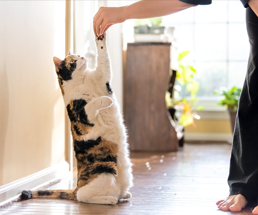 How to teach your cat tricks - Calico cat standing up on hind legs asking food, woman hand holding treat
