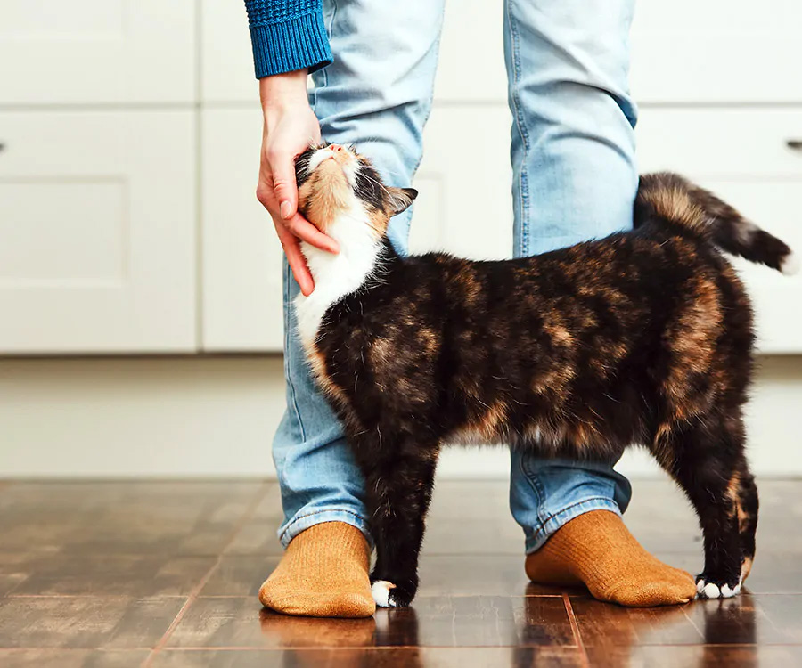 How to teach your cat tricks - Cat with his owner (young man) at home