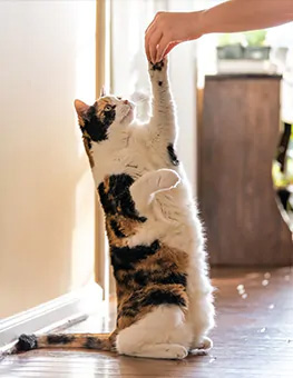 How to teach your cat tricks - Calico cat standing up on hind legs asking food, woman hand holding treat